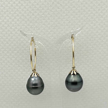 Load image into Gallery viewer, 13.5 mm Tahitian Pearl Hoop Earrings – 14k Yellow Gold