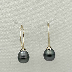 13.5 mm Tahitian Pearl Hoop Earrings – 14k Yellow Gold