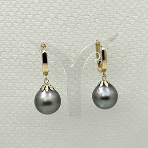 14k Yellow Gold Classic Collection 13 mm Black Tahitian Pearl Dangle Earrings
