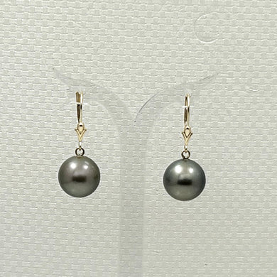 1T00024C-Tahitian-Black-Pearl-Earrings-in-Gold-11-12mm